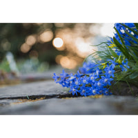 Nikon Z 50mm Macro F2.8 MC Nikkor Festbrennweite Makroobjektiv